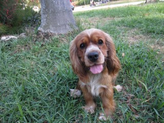 daisy
